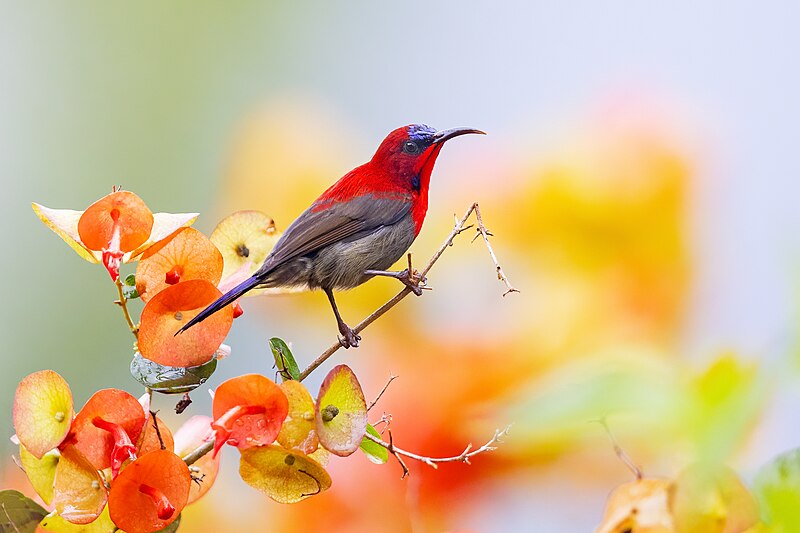 File:0A2A6965 Crimson Sunbird.jpg