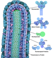 Cross-section of Ebolavirus, with proteins, Goodsell MotM 178
