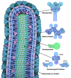 Az ebolavírus keresztmetszeti képe. A fehérjeburokba zárt RNS-molekula önálló anyagcserére képtelen. A vírus nukleokapszidját a fertőzött sejtek membránjából származó lipidburok veszi körül, amibe beleágyazva virális glikoproteinek találhatók[1]