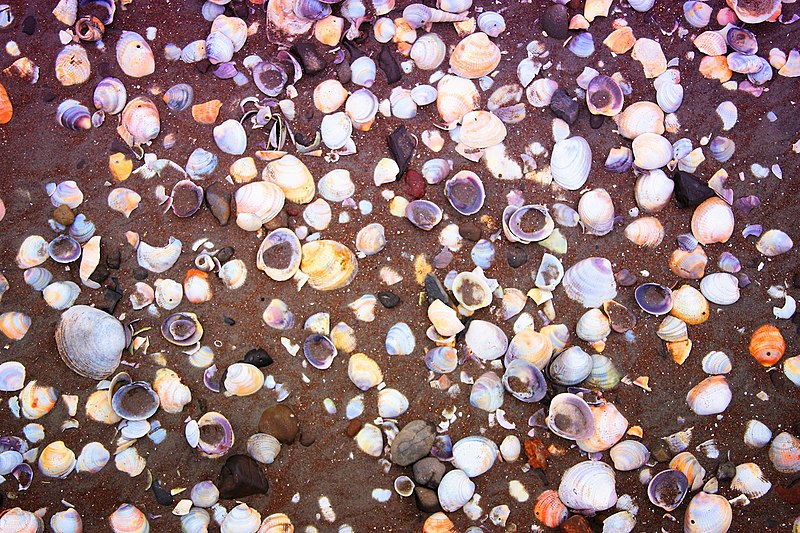 File:19 Seashells free photo - New Zealand beach seashells.jpg