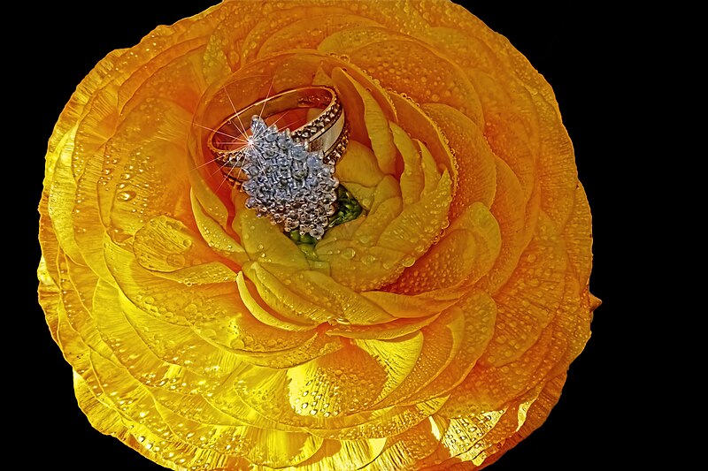 File:1K diamond ring in yellow flower. (8519752983).jpg