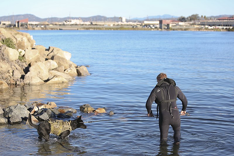 File:1st MSOB Canine Handler Surf Passage and Zodiac insert training 160209-M-AX605-050.jpg