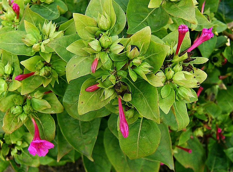 File:2006-10-18Mirabilis jalapa01.jpg