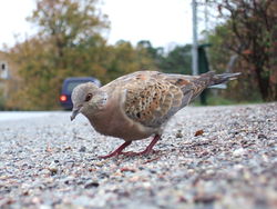 The Eurasian Collared Dove (Streptopelia decaocto) is a typical and widespread member of this genus