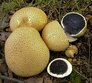 Thick-skinned potato bovist (Scleroderma citrinum)