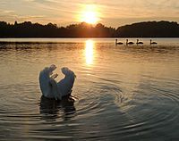 Cygnes tuberculés au coucher du Soleil.