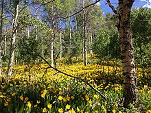 Wethia amplexicaulis under Aspens, Nevada 2013-06-28 10 39 14 Wildflowers under Aspens along Elko County Route 748 (Charleston-Jarbidge Road) in Copper Basin in Nevada.jpg