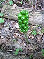 Arum maculatum (Gefleckter Aronstab)