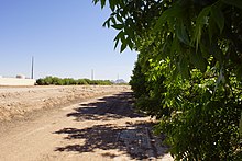 Maricopa County 2014. Among Pecan Trees, Fort McDowell Yavpai Nation - panoramio.jpg