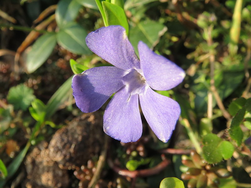 File:20140308Vinca minor.jpg