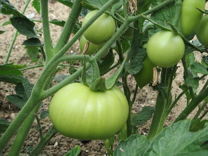 File:20140629Solanum lycopersicum2.jpg