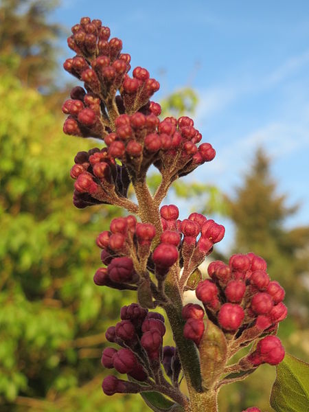 File:20150417Syringa vulgaris2.jpg