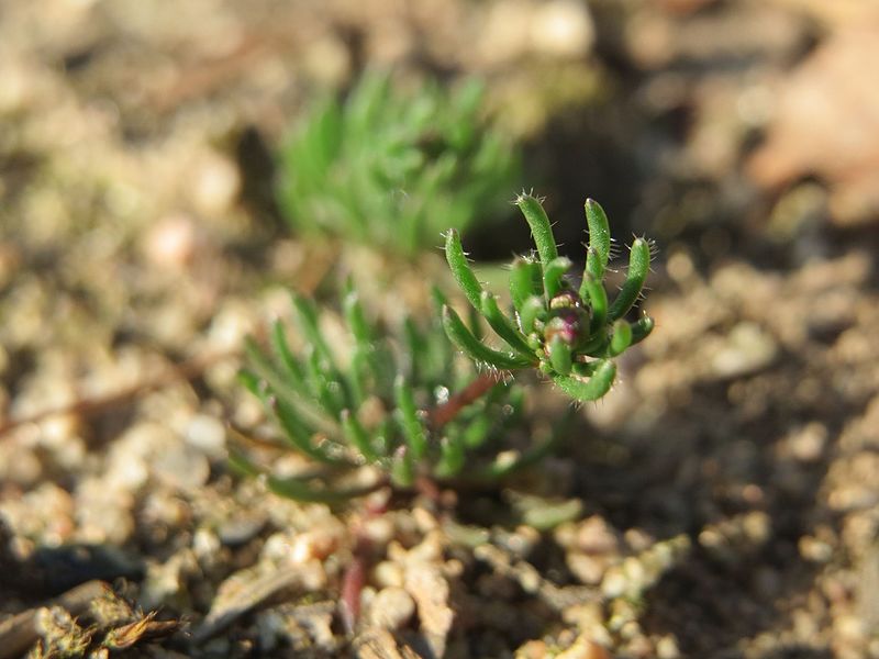 File:20170316Spergula morisonii2.jpg