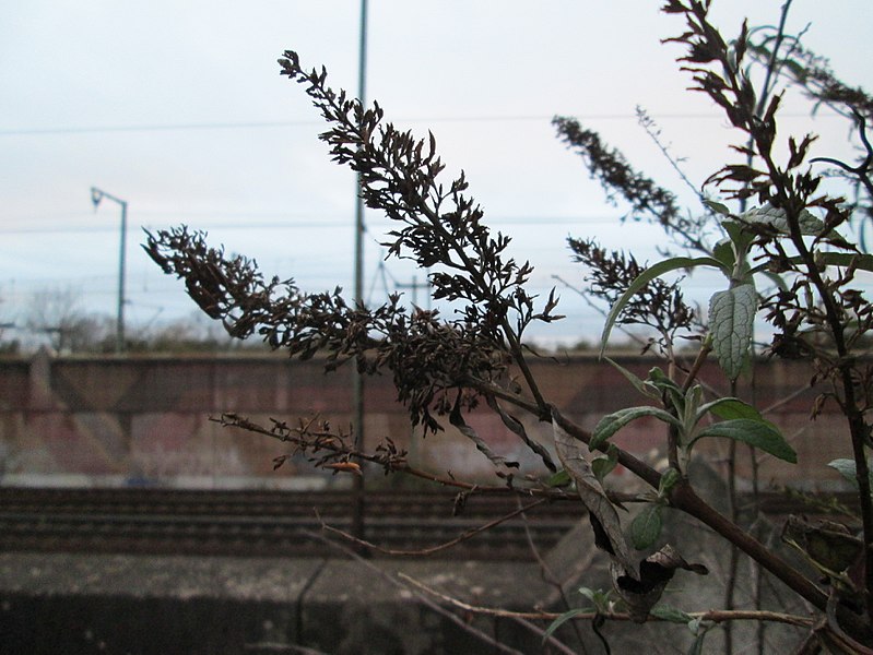 File:20171224Buddleja davidii1.jpg