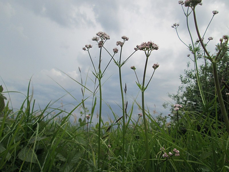 File:20180522Valeriana officinalis3.jpg