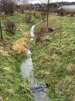 Alfterer Bornheimer Bach (Mirbach) in Alfter