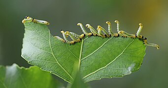 Reife Larven an Schwarz-Pappelblatt