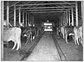 English: An Extensive Milking Shed.