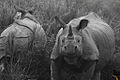 2 Rhino Rhinoceros in Kaziranga National Park Assam India.jpg