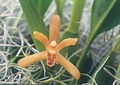 Mormolyca rufescens flower