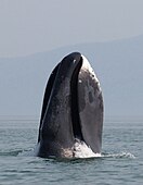 2014年鄂霍次克海西部沿岸水域，一頭正在浮窺的弓头鲸