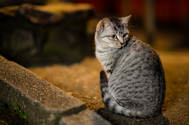 File:A cat in Fushimi Inari Shrine (11331139384).jpg