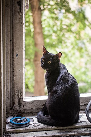 Serat katuranggan kucing - Wikipedia bahasa Indonesia 
