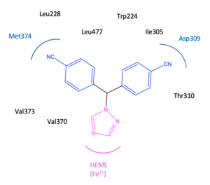 A general letrozole pharmacophore model. Interaction between letrozole and amino acids in the binding site on the aromatase enzyme. 1,2,4 triazole ring binds to heme moiety. The cyano benzyl moiety is significant because it acts as carbonyl group of endogenous androstenedione. A general letrozole pharmacophore model.png