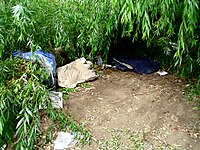 A homeless person's shelter under a fallen willow tree in Australia.