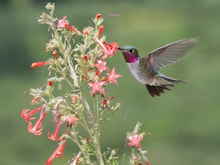 A picture depicting a hummingbird visiting and pollinating a flower. If the flower blooms too early in the season, or if the humming bird has a delay in migration, this interaction will be lost. A male Broad-tailed Hummingbird visits a scarlet gilia flower at the Rocky Mountain Biological Laboratory in Colorado.tiff