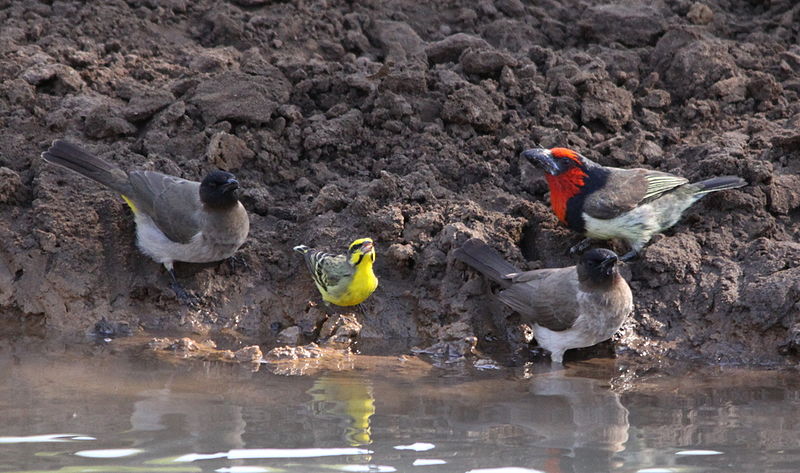 File:A three species bird drinking party (6073675526).jpg