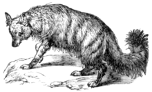Illustration of Proteles cristatus Aardwolf.png