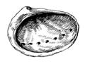 Abalone (PSF).png