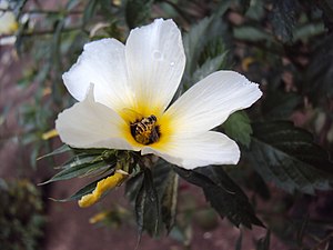 Abelha pousando em uma Flor Turnera.jpg