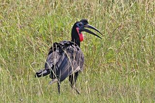 Abyssinian ground hornbill species of bird