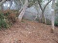 Ground under Acacia heterophylla old standings in Hauts-sous-le-Vent forest, on Réunion island, prepared before harvesting for getting natural regeneration