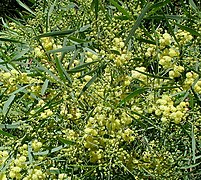 Acacia retinoides2LEST.jpg