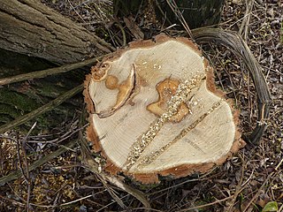stump acacia