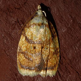 Acleris albicomana