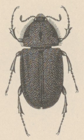 File:Aclopus - Print - Iconographia Zoologica - Special Collections University of Amsterdam - UBAINV0274 019 15 0020 (cropped).tif