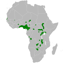 Acrocephalus rufescens distributie map.png