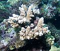 Miniatura para Acropora lutkeni