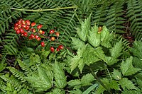 Berries and foliage in Mount Baker-Snoqualmie National Forest Actaea rubra 9451.JPG