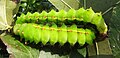 Actias artemis 5th instar 2 sjh.jpg