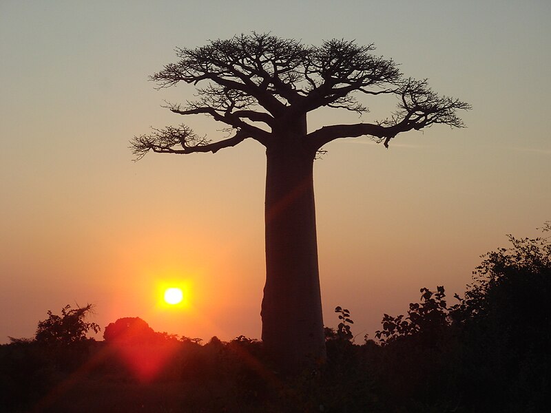 File:Adansonia grandidieri Morondava - 29.jpg