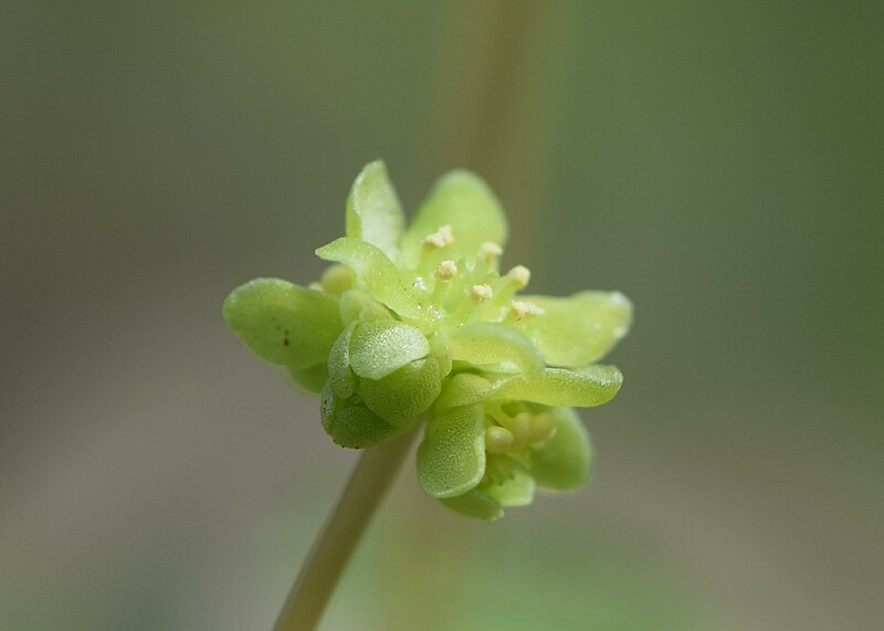 File:Adoxa moschatellina kz34.jpg