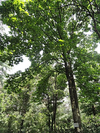 <i>Aesculus wangii</i> Species of tree