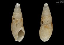 Ezopus guyanensis (MNHN-IM-2012-43267) .jpeg