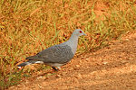 Miniatura para Columba unicincta