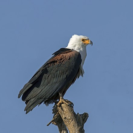 African fish eagle in Lake Zway, Ethiopia